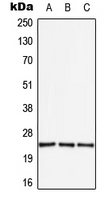 Western blot analysis of APOBEC3A expression in HEK293T (A); SP2/0 (B); H9C2 (C) whole cell lysates.
