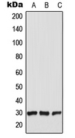 Western blot analysis of CT47 expression in HEK293T (A); Raw264.7 (B); PC12 (C) whole cell lysates.