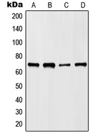 Western blot analysis of HKR1 expression in HepG2 (A); NIH3T3 (B); mouse liver (C); rat liver (D) whole cell lysates.