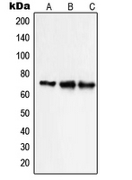 Western blot analysis of NHE9 expression in HepG2 (A); Caco2 HeLa (B); NIH3T3 (C) whole cell lysates.