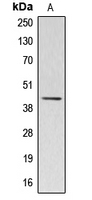 Western blot analysis of Kappa-actin expression in HuvEc (A) whole cell lysates.