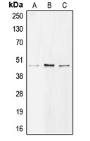 Western blot analysis of BMP8A expression in H1299 (A); A549 (B); Raji (C) whole cell lysates.