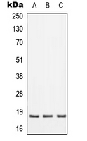 Western blot analysis of SFT2D2 expression in HepG2 (A); Raw264.7 (B); PC12 (C) whole cell lysates.