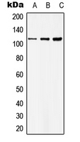 Western blot analysis of Basonuclin expression in HKE293T (A); Raw264.7 (B); PC12 (C) whole cell lysates.