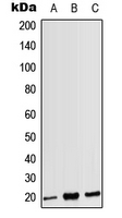 Western blot analysis of CD3g expression in HEK293T (A); Raw264.7 (B); H9C2 (C) whole cell lysates.