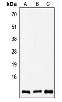 Western blot analysis of COX8A expression in A549 (A); SP2/0 (B); rat brain (C) whole cell lysates.