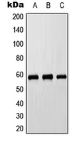 Western blot analysis of Cytochrome P450 8B1 expression in HEK293T (A); Raw264.7 (B); H9C2 (C) whole cell lysates.