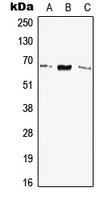 Western blot analysis of Elastin expression in HEK293T (A); SP2/0 (B); H9C2 (C) whole cell lysates.