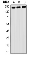 Western blot analysis of Myosin 9 expression in A549 (A); rat testis (B); PC12 (C) whole cell lysates.