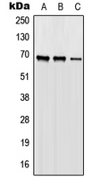 Western blot analysis of ORC2 expression in HEK293T (A); Raw264.7 (B); H9C2 (C) whole cell lysates.