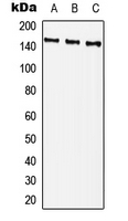 Western blot analysis of PLC gamma 2 (pY759) expression in Hela (A); NIH3T3 (B); H9C2 (C) whole cell lysates.