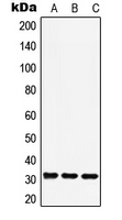 Western blot analysis of RAD1 expression in A549 (A); Raw264.7 (B); H9C2 (C) whole cell lysates.