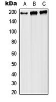 Western blot analysis of RPA1 expression in HEK293T (A); Raw264.7 (B); PC12 (C) whole cell lysates.