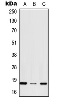 Western blot analysis of RPS27 expression in HepG2 (A); NIH3T3 (B); H9C2 (C) whole cell lysates.