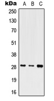Western blot analysis of SHOX expression in HEK293T (A); Raw264.7 (B); SP2/0 (C) whole cell lysates.