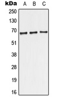 Western blot analysis of TRF2 expression in MCF7 (A); Raw264.7 (B); H9C2 (C) whole cell lysates.