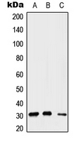 Western blot analysis of Gemin2 expression in A549 (A); Raw264.7 (B); H9C2 (C) whole cell lysates.