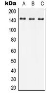 Western blot analysis of JIP4 expression in HEK293T (A); Raw264.7 (B); SP2/0 (C) whole cell lysates.