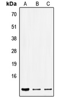 Western blot analysis of SEC61B expression in HEK293T (A); Raw264.7 (B); H9C2 (C) whole cell lysates.