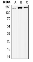 Western blot analysis of MYST4 expression in HEK293T (A); Raw264.7 (B); NIH3T3 (C) whole cell lysates.