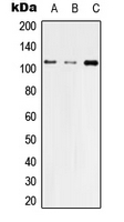 Western blot analysis of ZO3 expression in HEK293T (A); Raw264.7 (B); H9C2 (C) whole cell lysates.