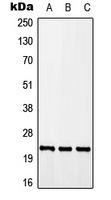 Western blot analysis of CALY expression in A549 (A); Raw264.7 (B); H9C2 (C) whole cell lysates.