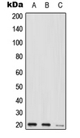 Western blot analysis of MED9 expression in HEK293T (A); Raw264.7 (B); H9C2 (C) whole cell lysates.