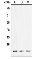 Western blot analysis of LSM2 expression in HEK293T (A); NIH3T3 (B); PC12 (C) whole cell lysates.