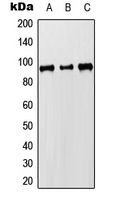 Western blot analysis of MCM8 expression in HEK293T (A); Raw264.7 (B); H9C2 (C) whole cell lysates.