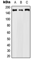 Western blot analysis of Cyclin B3 expression in A549 (A); Raw264.7 (B); PC12 (C) whole cell lysates.