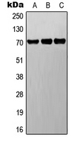 Western blot analysis of BET expression in A549 (A); Raw264.7 (B); PC12 (C) whole cell lysates.