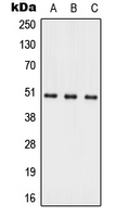 Western blot analysis of ACER1 expression in HepG2 (A); Raw264.7 (B); H9C2 (C) whole cell lysates.