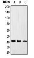Western blot analysis of KLF17 expression in HEK293T (A); Raw264.7 (B); H9C2 (C) whole cell lysates.