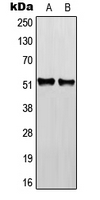 Western blot analysis of RGMB expression in HEK293T (A); NIH3T3 (B); H9C2 (C) whole cell lysates.
