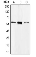 Western blot analysis of CDC20 expression in Raji (A); HEK293T (B); HL60 (C) whole cell lysates.