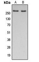 Western blot analysis of ACC alpha expression in HepG2 (A); NIH3T3 (B) whole cell lysates.