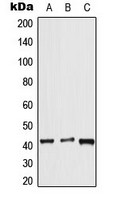 Western blot analysis of APJ expression in HeLa (A); mouse lung (B); rat liver (C) whole cell lysates.