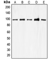 Western blot analysis of CDC27 expression in A549 (A); K562 (B); Jurkat (C); HEK293T (D); HeLa (E) whole cell lysates.
