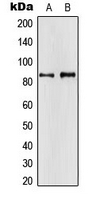 Western blot analysis of APBA2 expression in H4 (A); HeLa (B) whole cell lysates.