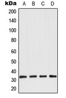 Western blot analysis of Aquaporin 3 expression in LOVO (A); A431 (B); NIH3T3 (C); rat kidney (D) whole cell lysates.