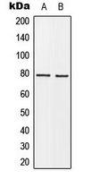 Western blot analysis of BARD1 expression in MCF7 (A); HeLa (B) whole cell lysates.