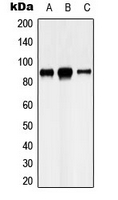 Western blot analysis of Cadherin 8 expression in U87MG (A); HeLa (B); SHSY5Y (C) whole cell lysates.