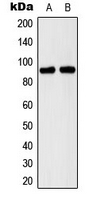 Western blot analysis of M Cadherin expression in A673 (A); Raw264.7 (B) whole cell lysates.