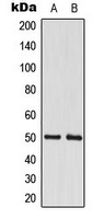 Western blot analysis of CstF-50 expression in A549 (A); MCF7 (B) whole cell lysates.
