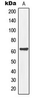 Western blot analysis of MEGF9 expression in A549 (A) whole cell lysates.