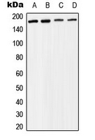Western blot analysis of BAF170 expression in Raji (A); MCF7 (B); mouse liver (C); rat liver (D) whole cell lysates.