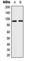 Western blot analysis of TCEB3 expression in HeLa (A); Jurkat (B) whole cell lysates.