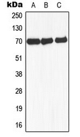 Western blot analysis of NCOA4 expression in MCF7 (A); mouse liver (B); rat lung (C) whole cell lysates.