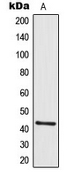 Western blot analysis of GALR2 expression in A431 (A) whole cell lysates.