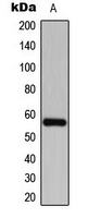 Western blot analysis of CDKL2 expression in SHSYSY (A) whole cell lysates.